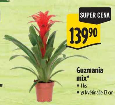 Guzmania mix