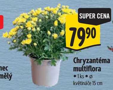 Chryzantéma multiflora