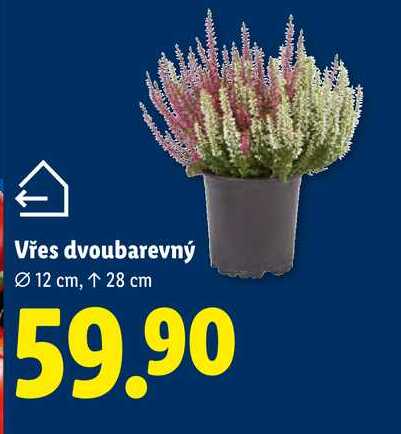Vřes dvoubarevný