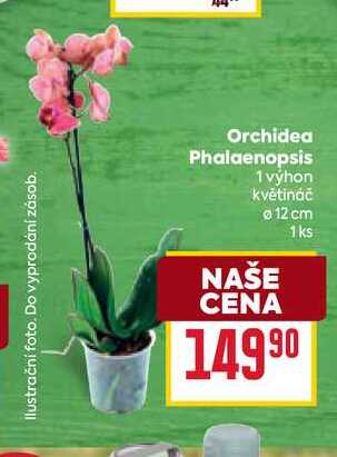 Orchidea Phalaenopsis 1 výhon květináč 12 cm 1ks