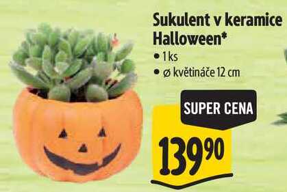 Sukulent v keramice Halloween* 