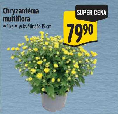 Chryzantéma multiflora