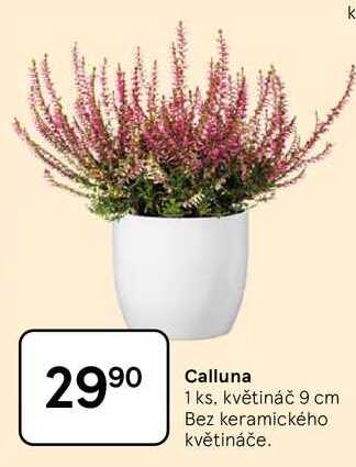 Calluna, 1 ks. květináč 9 cm