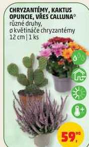 CHRYZANTÉMY, KAKTUS OPUNCIE, VRES CALLUNA různé druhy, o květináče chryzantémy 12 cm, 1 ks