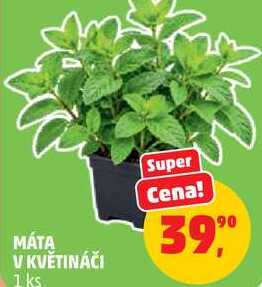 MÁTA V KVĚTINÁČI, 1 ks