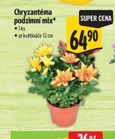 Chryzantéma podzimní mix, pr. květináče 12 cm