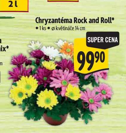 Chryzantéma Rock and Roll, pr. květináče 14 cm