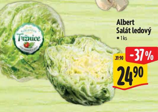  Albert Salát ledový  1 ks