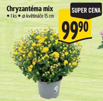 Chryzantéma mix