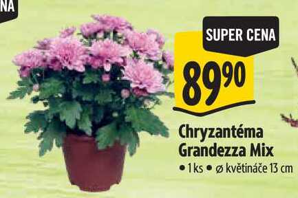 Chryzantéma Grandezza Mix