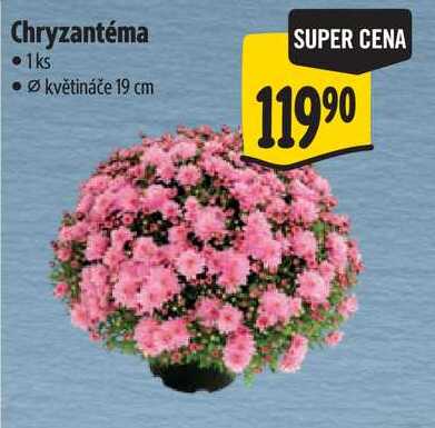 Chryzantéma