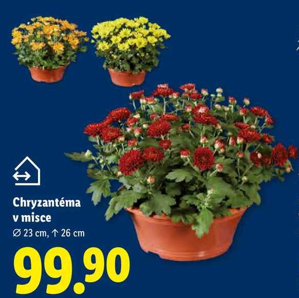 Chryzantéma v misce