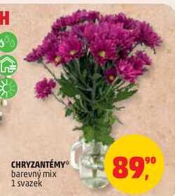 CHRYZANTÉMY barevný mix, 1 svazek