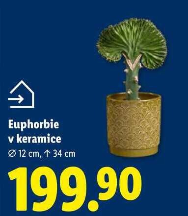 Euphorbie v keramice, Ø 12 cm