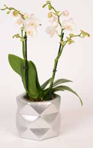 Orchidej (Phalaenopsis)