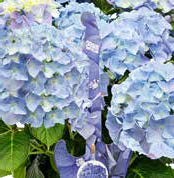 HORTENZIE VELKOLISTÁ „BLUE BALLAD“ (HYDRANGEA MACROPHYLLA)