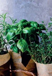 Aromatické rostliny – bylinky 4pack