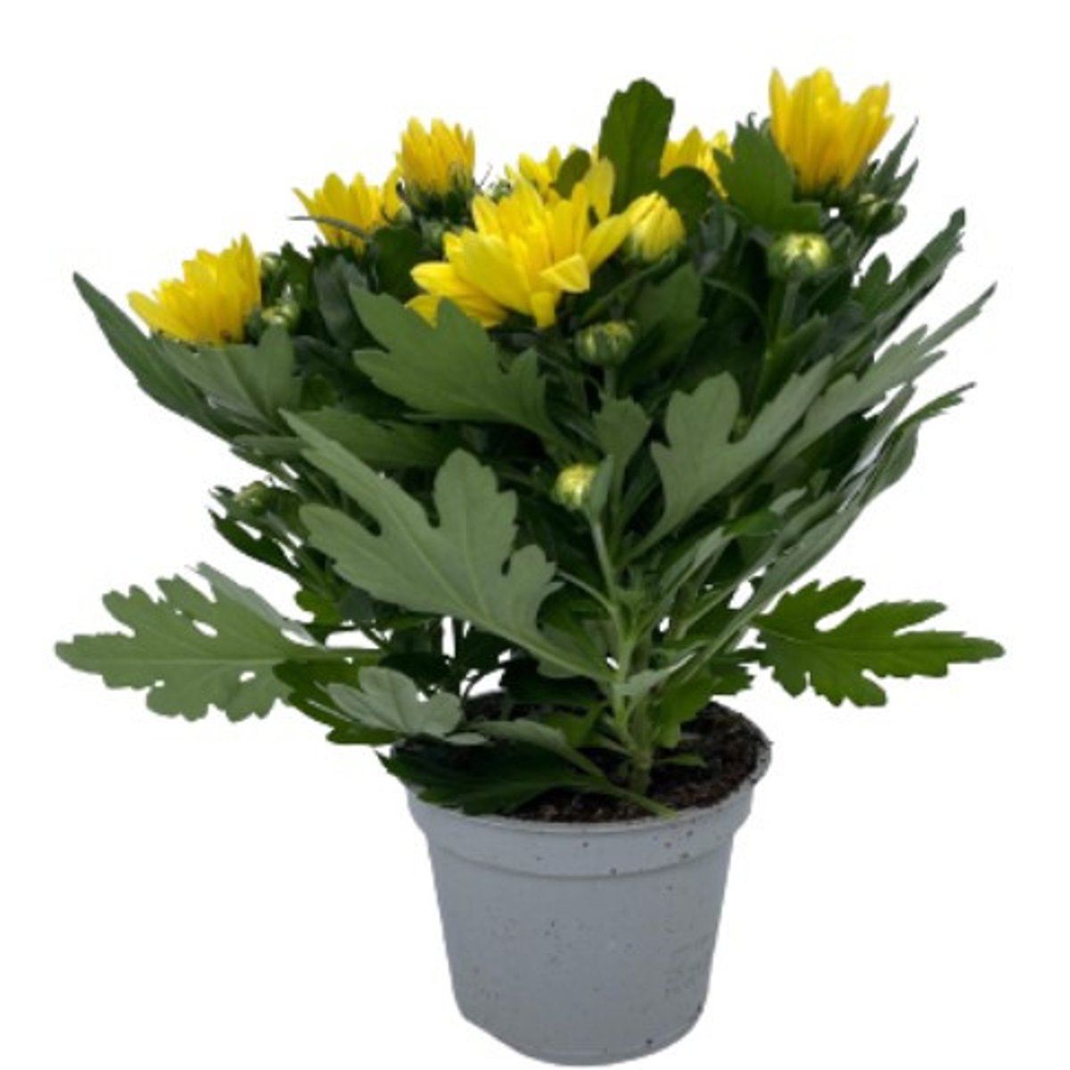 Chryzantéma Ø květináče 10-12 cm