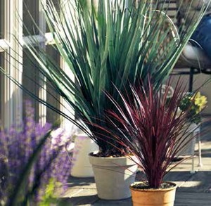 1 JUKA NÁDHERNÁ (YUCCA GLORIOSA)