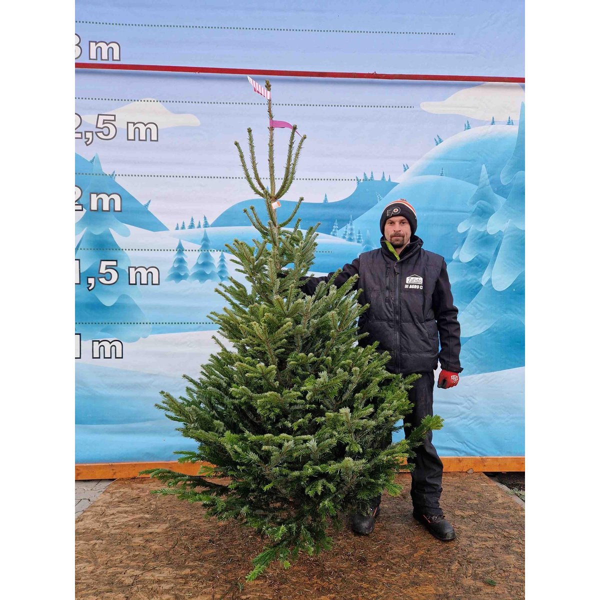 Vánoční stromek - Jedle kavkazská, 180-200cm (č.10227)