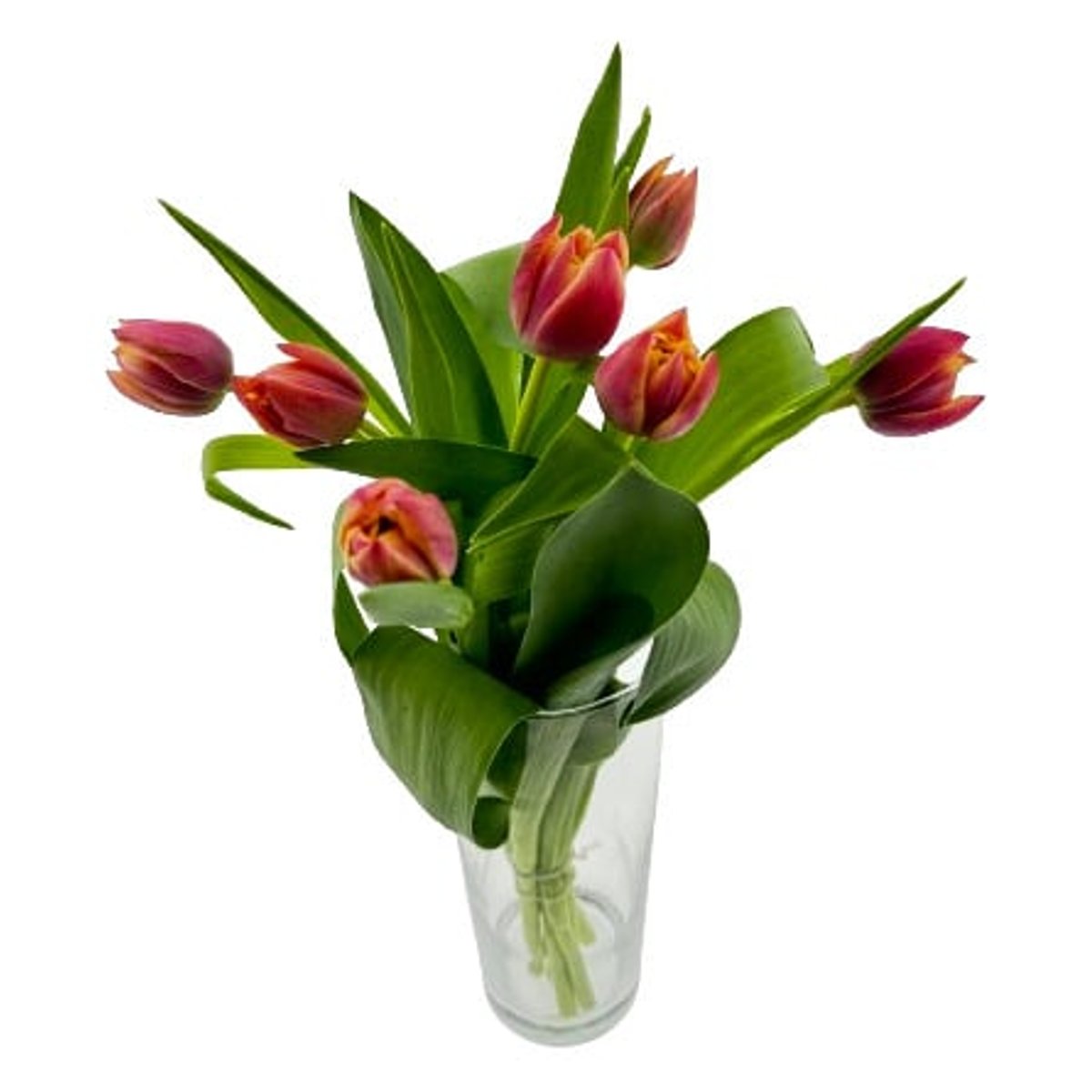 Dvojité tulipány