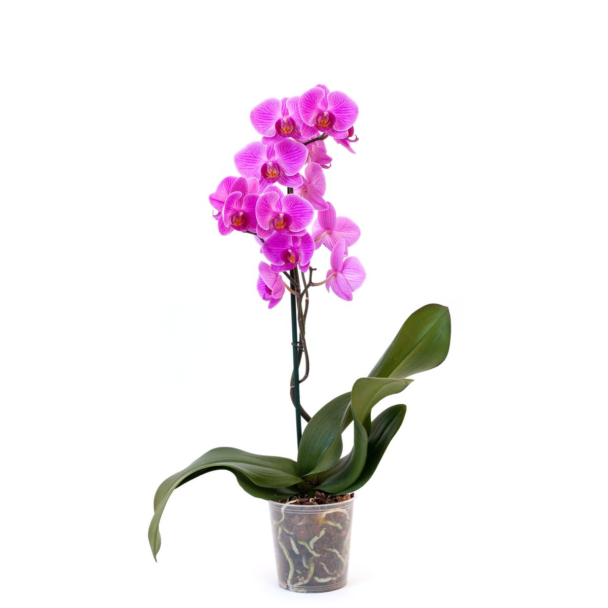 Orchidej v květináči – 1 výhon Ø květináče 12 cm
