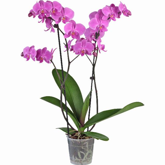 Orchidea Phalaenopsis "Premium" 2 výhony
