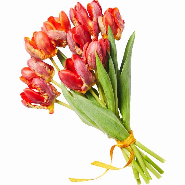 Kytice - Tulipány speciál