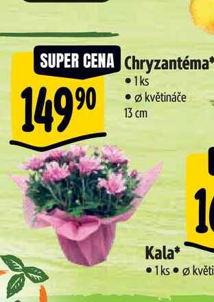  Chryzantéma , pr. květináče 13 cm  