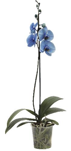 Phalaenopsis, 1 KS