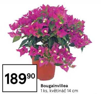 Bougainvillea 1 ks, květináč 14 cm 