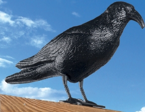 Havran odpuzovač holubů