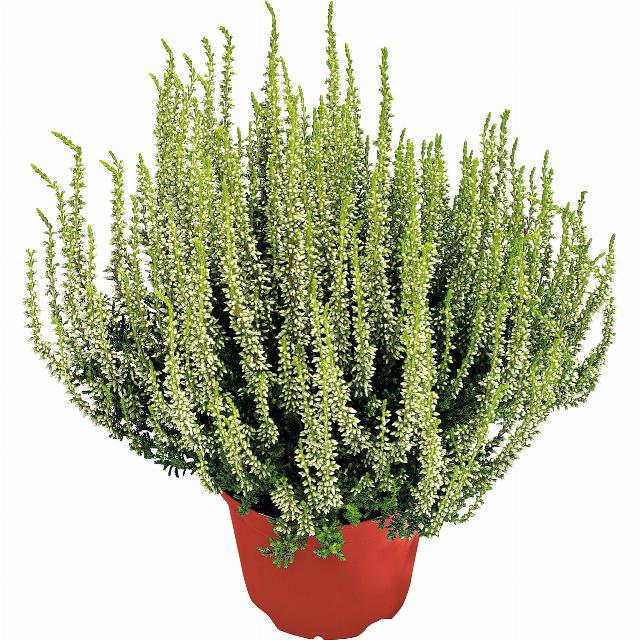 Vřes obecný Calluna vulgaris