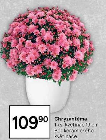 Chryzantéma 10990 1 ks, květináč 19 cm, Bez keramického květináče