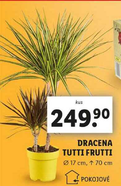 DRACENA TUTTI FRUTTI 