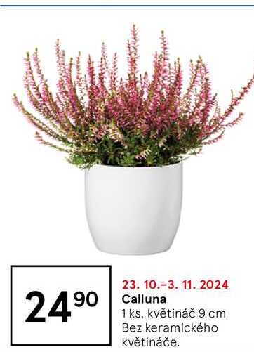 Calluna 1 ks, květináč 9 cm, Bez keramického květináče 