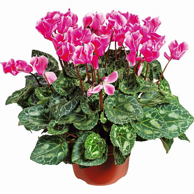 Brambořík - Cyclamen persicum