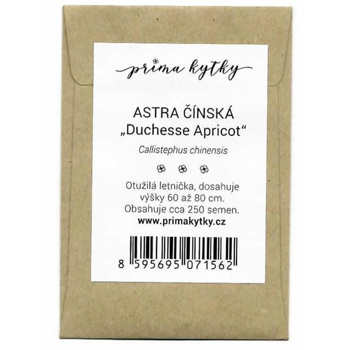 Prima kytky Astra čínská "Duchesse Apricot"