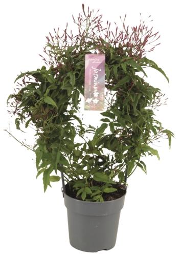 Jasminum polyanthum Bogen, 1 KS