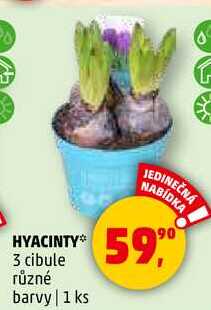 HYACINTY 3 cibule různé barvy, 1 ks 