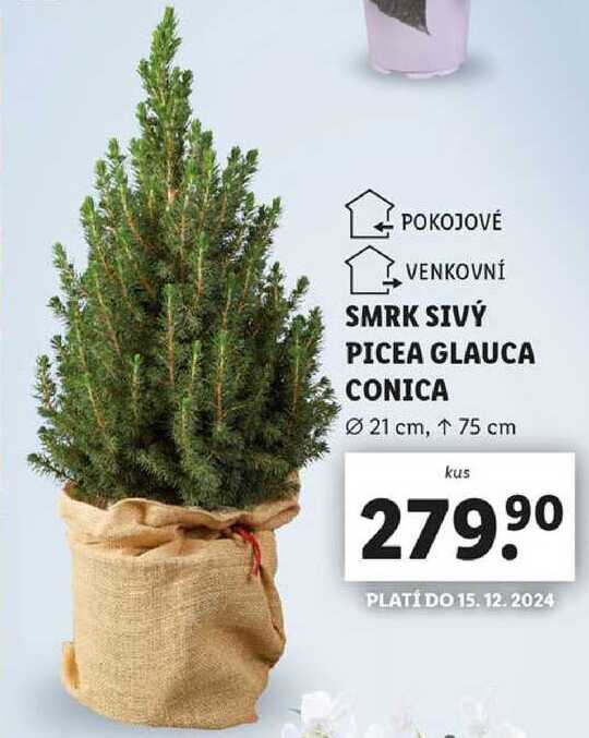 SMRK SIVÝ PICEA GLAUCA CONICA
