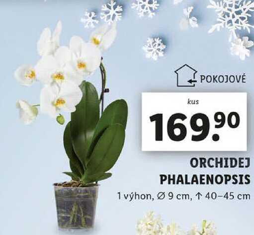 ORCHIDEJ PHALAENOPSIS 