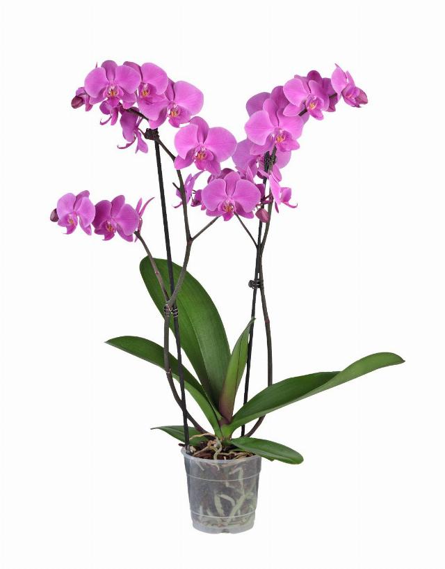 Orchidea-Phalaenopis