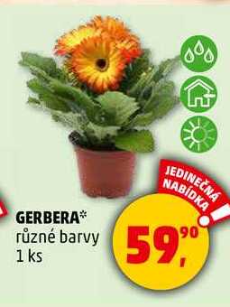 GERBERA různé barvy, 1 ks