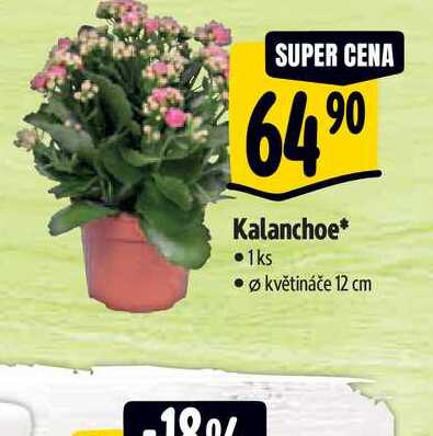   Kalanchoe, pr. květináče 12 cm 