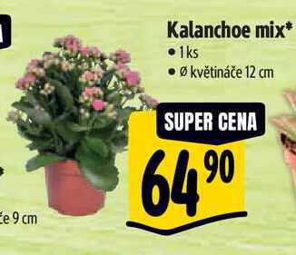 Kalanchoe mix