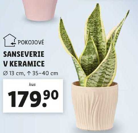 SANSEVERIE V KERAMICE