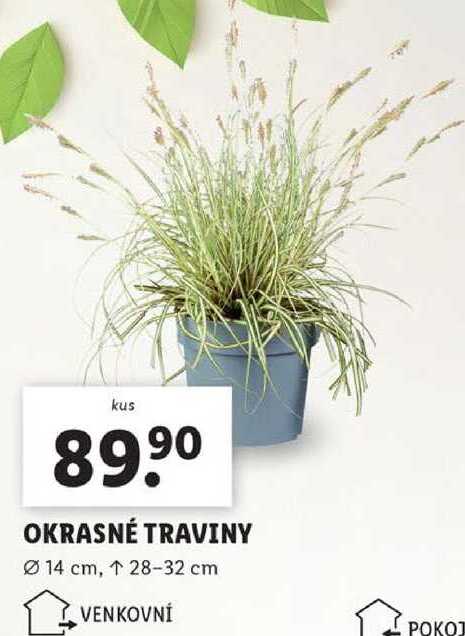 OKRASNÉ TRAVINY 
