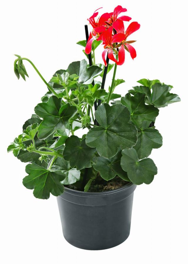 Pelargonie vzpřímená