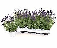 LEVANDULE LÉKAŘSKÁ (LAVANDULA ANGUSTIFOLIA)